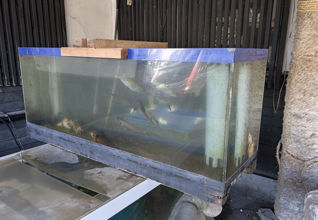 魚屋さんの台所の入り口にある生簀とアジ