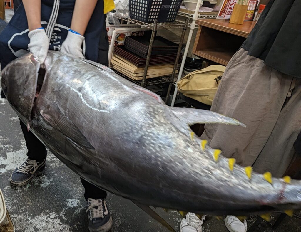 まぐろの気晴れ屋の解体ショーの本まぐろが運ばれてくるところ